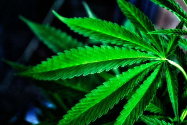 Marijuana Seeds in Wyoming: What You Need to Know