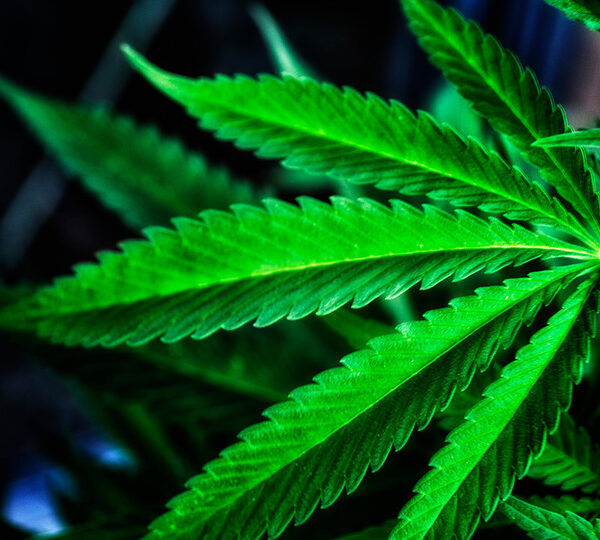 Marijuana Seeds in Wyoming: What You Need to Know