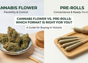 Cannabis Flower vs. Pre-Rolls: Which Format Is Right for You?